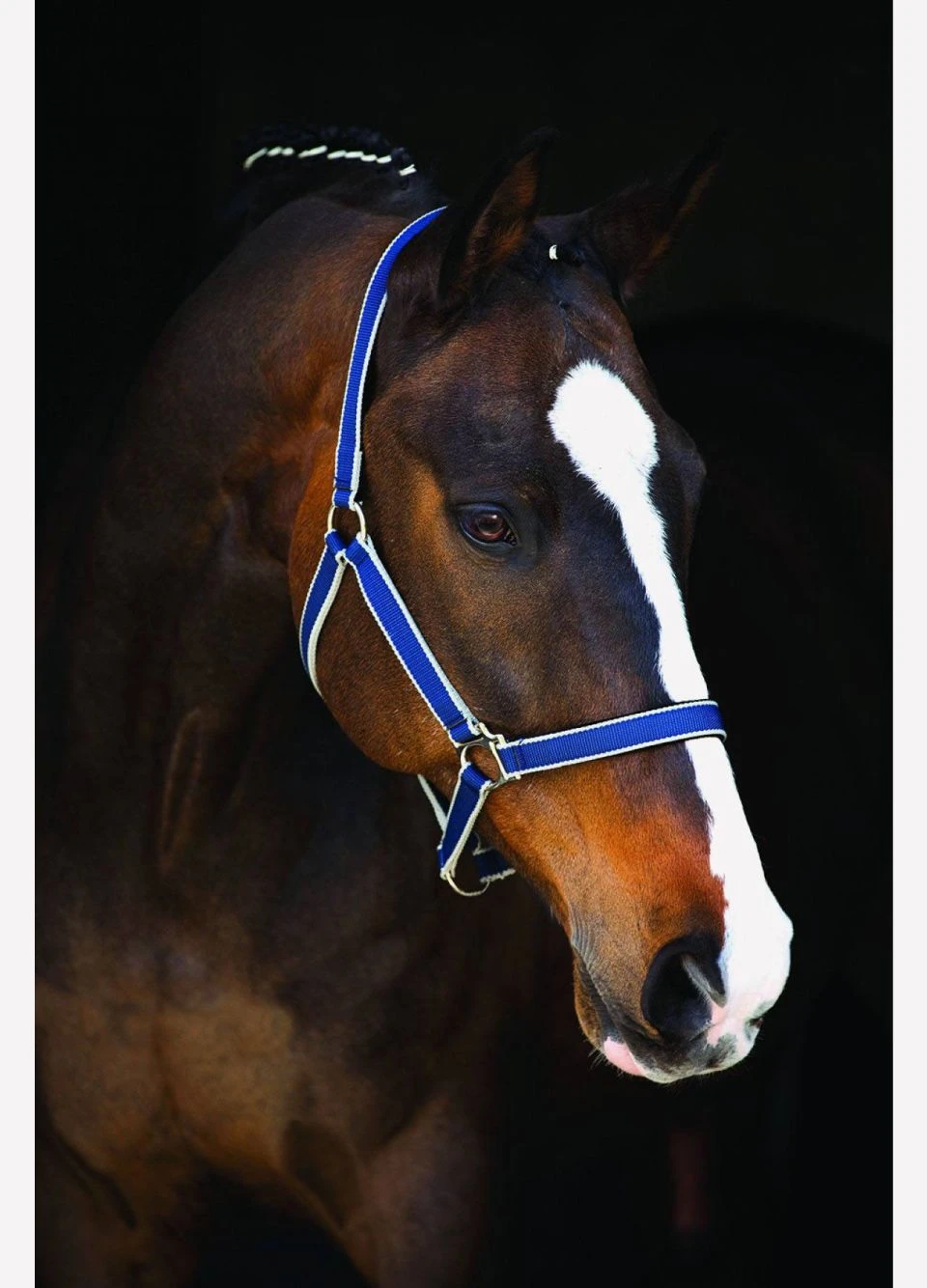 Amigo Headcollar - Navy/Silver 3 Amigo Headcollar - Navy/Silver