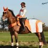 Equisafety Mercury Reflective Wrap Around - Red Orange 2 Equisafety Mercury Reflective Wrap Around - Red Orange -Equestrian Supplies Shop equimercurywraporange1rdy