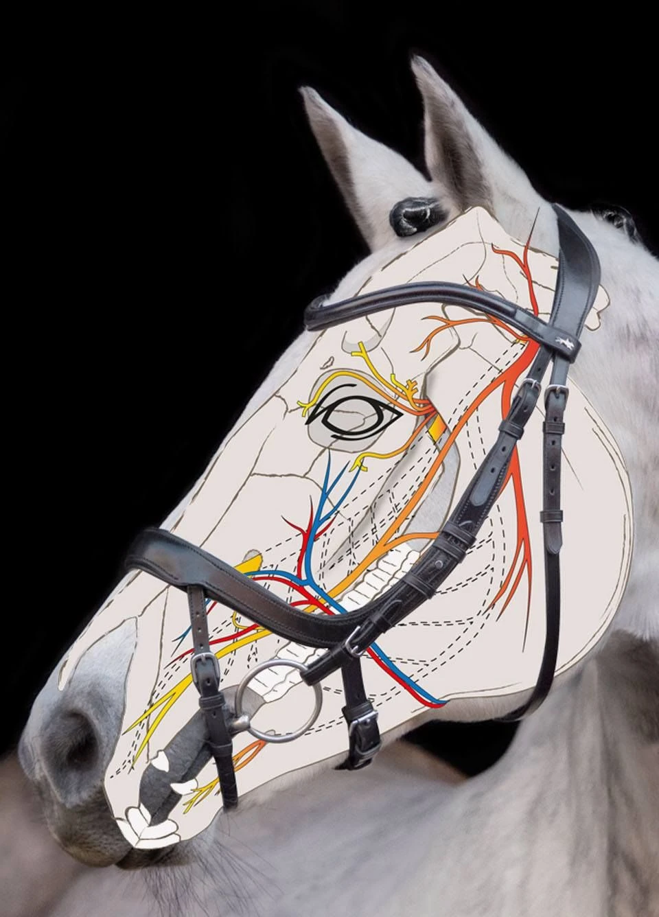 Schockemohle Equitus Alpha Bridle - Black 5 Schockemohle Equitus Alpha Bridle - Black - Image 3