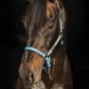 Horseware Fieldsafe Headcollar - Navy/Baby Blue -Equestrian Supplies Shop fieldsafebabyrdy