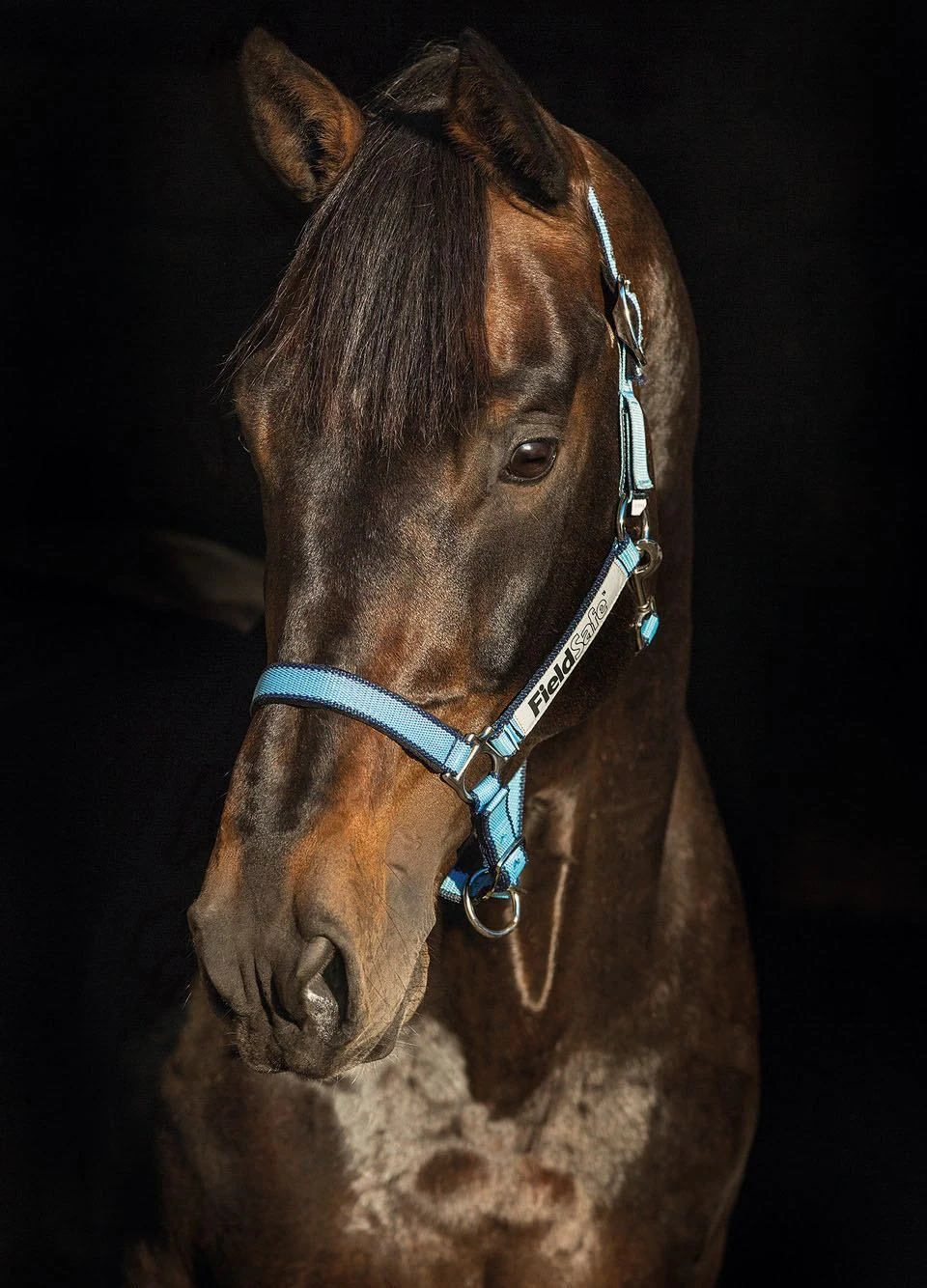 Horseware Fieldsafe Headcollar - Navy/Baby Blue 3 Horseware Fieldsafe Headcollar - Navy/Baby Blue