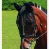 Equilibrium Net Relief Riding Mask - Black 2 Equilibrium Net Relief Riding Mask - Black -Equestrian Supplies Shop fm 2012 02 16 11 42 05 59429