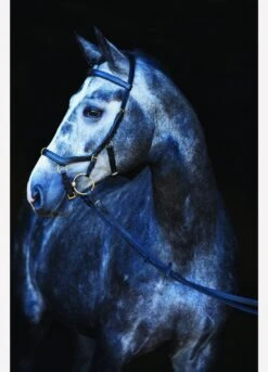 Rambo Micklem Multi Bridle - Black 7 Rambo Micklem Multi Bridle - Black -Equestrian Supplies Shop fm 2014 05 08 11 03 31 16889