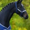 Rambo Grand Prix Headcollar - Navy/Blue -Equestrian Supplies Shop fm 2014 05 09 10 12 03 80383