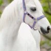Amigo Headcollar - Grape/Pink/White -Equestrian Supplies Shop graprpink