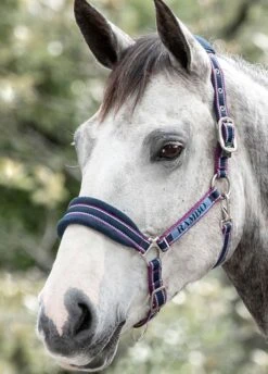 Rambo Padded Headcollar - Navy/Burgundy