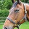 JHL Leather Headcollar - Brown -Equestrian Supplies Shop jhl leather headcollar 1rdy