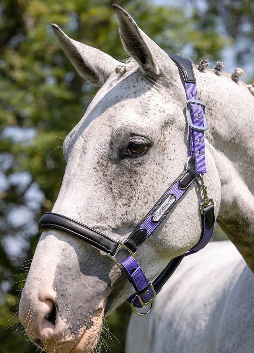 LeMieux Capella Headcollar - Bluebell 3 LeMieux Capella Headcollar - Bluebell