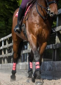 LeMieux Grafter Brushing Boots - Papaya 11 LeMieux Grafter Brushing Boots - Papaya -Equestrian Supplies Shop lemieux grafter boot papaya 5rdy