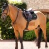 LeMieux Puissance CC Square - Black 2 LeMieux Puissance CC Square - Black -Equestrian Supplies Shop lm puissance cc black 1rdy