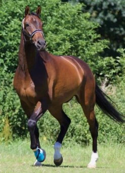 Woof Wear Medical Hoof Boot - Blue -Equestrian Supplies Shop medicalhoofbootlifestylerdy