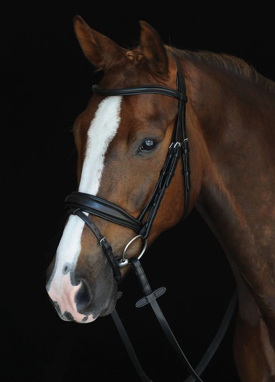 Collegiate Mono Crown Padded Raised Flash Bridle - Black 3 Collegiate Mono Crown Padded Raised Flash Bridle - Black