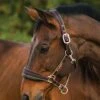 Rambo Padded Headcollar - Witney Gold 2 Rambo Padded Headcollar - Witney Gold -Equestrian Supplies Shop paddedheadcollar