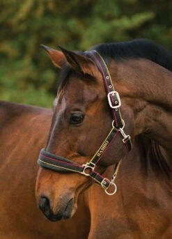 Rambo Padded Headcollar - Witney Gold