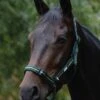 Roma Coordinate Padded Headcollar - Dark Green/Black/Green