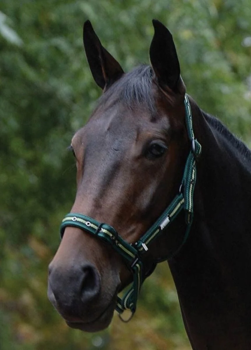 Roma Coordinate Padded Headcollar - Dark Green/Black/Green 3 Roma Coordinate Padded Headcollar - Dark Green/Black/Green