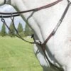 Shires Avignon Breastplate - Havana 2 Shires Avignon Breastplate - Havana -Equestrian Supplies Shop shires avignon breastplate havana 1rdy
