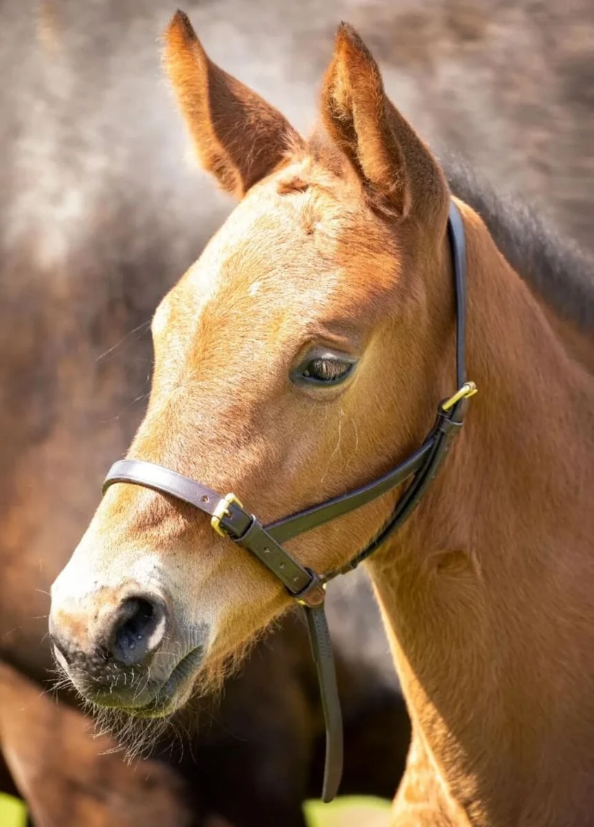 Shires Velociti GARA Leather Foal Slip - Havana 3 Shires Velociti GARA Leather Foal Slip - Havana