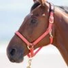 Shires Topaz Nylon Headcollar - Orange 1 Shires Topaz Nylon Headcollar - Orange -Equestrian Supplies Shop shires topaz headollar orange 1rdy