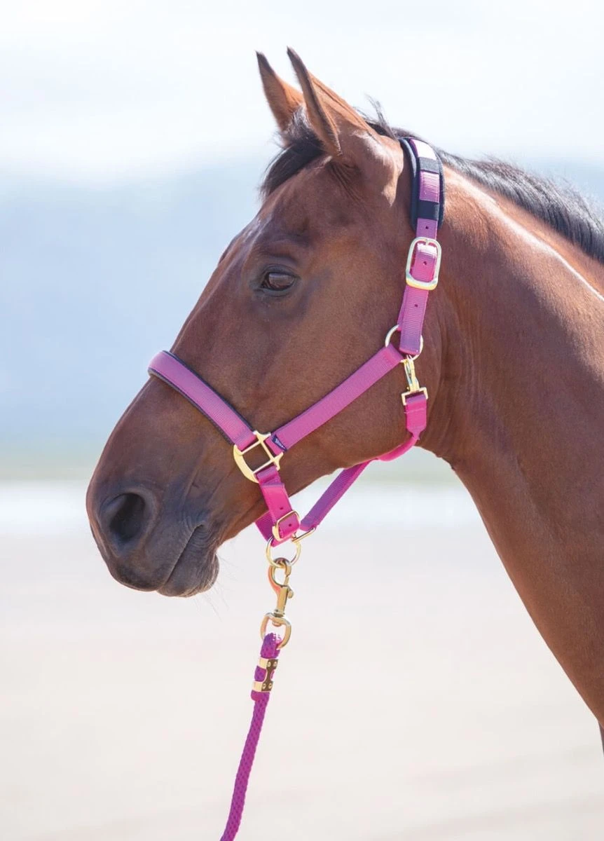 Shires Topaz Padded Headcollar - Raspberry 3 Shires Topaz Padded Headcollar - Raspberry
