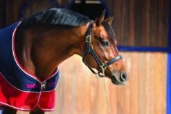 Rambo Sport Cooler - Navy/Red/Grey 7 Rambo Sport Cooler - Navy/Red/Grey -Equestrian Supplies Shop sportcooler2