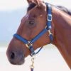 Shires Topaz Padded Headcollar - Navy -Equestrian Supplies Shop topazhcnavyrdy