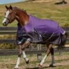 Weatherbeeta Plus Dynamic Standard Medium - Purple/Black -Equestrian Supplies Shop wb plus dyn std med purp black 1rdy